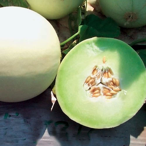Snow Mass Melon Honeydew Seeds 4 Snow Mass Melon Honeydew Seeds - Image 2