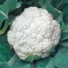 Snow Crown Cauliflower Seeds 2 Snow Crown Cauliflower Seeds -Botanical Bliss 05079 pk 500