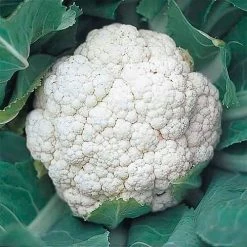 Snow Crown Cauliflower Seeds