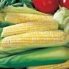 Ambrosia Hybrid Corn Seeds 2 Ambrosia Hybrid Corn Seeds -Botanical Bliss 05091