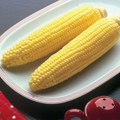 Bodacious Hybrid Sweet Corn Seeds