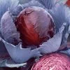 Red Express Purple/Red Cabbage Seeds -Botanical Bliss 05102 PK P1