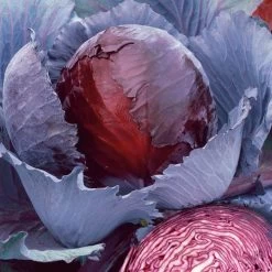 Red Express Purple/Red Cabbage Seeds