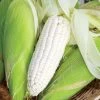 Silver Queen Hybrid Corn Seeds -Botanical Bliss 05103