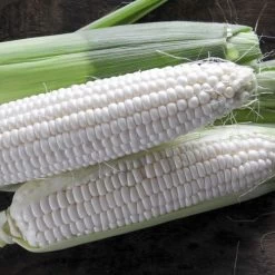 Silver Queen Hybrid Corn Seeds -Botanical Bliss 05103 1