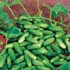 Alibi Cucumber Seeds -Botanical Bliss 05111 pk p1