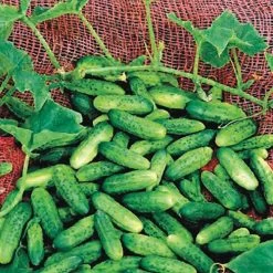 Alibi Cucumber Seeds