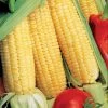 Sugar Buns Hybrid Corn Seeds 1 Sugar Buns Hybrid Corn Seeds -Botanical Bliss 05112