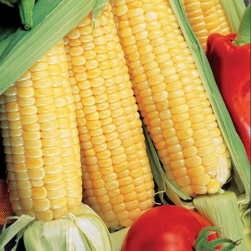 Sugar Buns Hybrid Corn Seeds 3 Sugar Buns Hybrid Corn Seeds