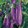 Fairy Tale Hybrid Eggplant Seeds 1 Fairy Tale Hybrid Eggplant Seeds -Botanical Bliss 05136 PK 250