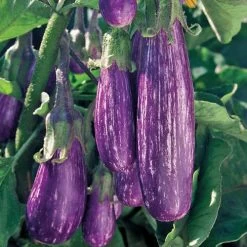 Fairy Tale Hybrid Eggplant Seeds