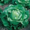 Little Gem Lettuce Seeds 2 Little Gem Lettuce Seeds -Botanical Bliss 05137 PK P1