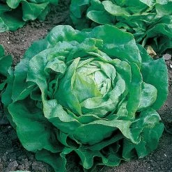 Little Gem Lettuce Seeds