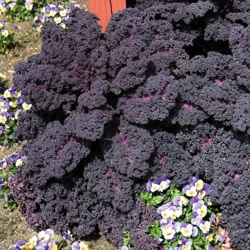 Redbor Hybrid Kale Seeds 4 Redbor Hybrid Kale Seeds - Image 2