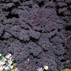 Redbor Hybrid Kale Seeds