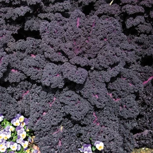 Redbor Hybrid Kale Seeds 3 Redbor Hybrid Kale Seeds