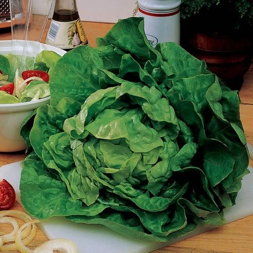 Buttercrunch Lettuce Seeds 3 Buttercrunch Lettuce Seeds