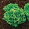 Green Ice Lettuce Seeds 1 Green Ice Lettuce Seeds -Botanical Bliss 05158