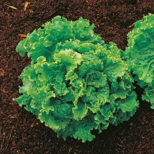 Green Ice Lettuce Seeds 3 Green Ice Lettuce Seeds