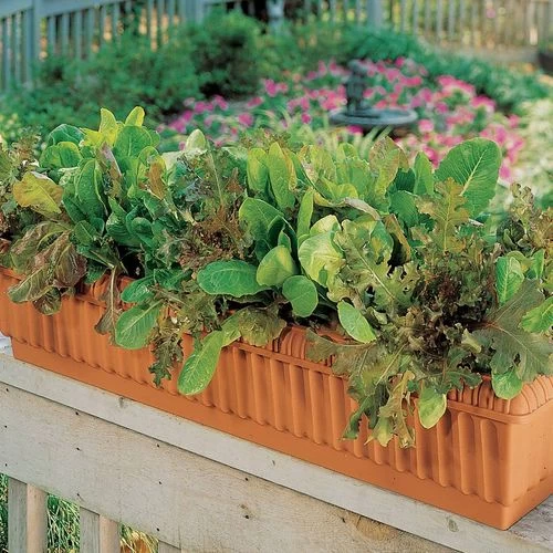 Master Chef Blend Lettuce Seeds 3 Master Chef Blend Lettuce Seeds