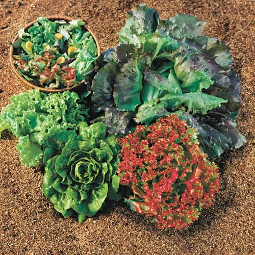 Summer Glory Blend Lettuce Seeds 3 Summer Glory Blend Lettuce Seeds