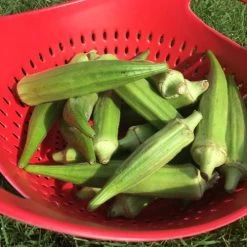 Clemson Spineless Okra Seeds -Botanical Bliss 05195 PK P1 2