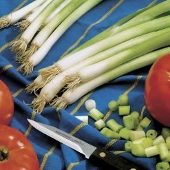 Parade Green Onion Seeds -Botanical Bliss 05212 PK P1 1