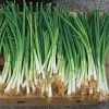 Parade Green Onion Seeds 2 Parade Green Onion Seeds -Botanical Bliss 05212 pk p1