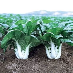 Joi Choi Hybrid Pak Choi Seeds