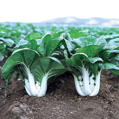 Joi Choi Hybrid Pak Choi Seeds 3 Joi Choi Hybrid Pak Choi Seeds