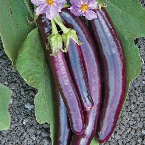 Hansel Hybrid Eggplant Seeds 3 Hansel Hybrid Eggplant Seeds