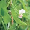 Dwarf White Sugar Snow Pea Seeds (P)Ā Pkt Of 160 Seeds 2 Dwarf White Sugar Snow Pea Seeds (P)Ā Pkt Of 160 Seeds -Botanical Bliss 05235 pk p1