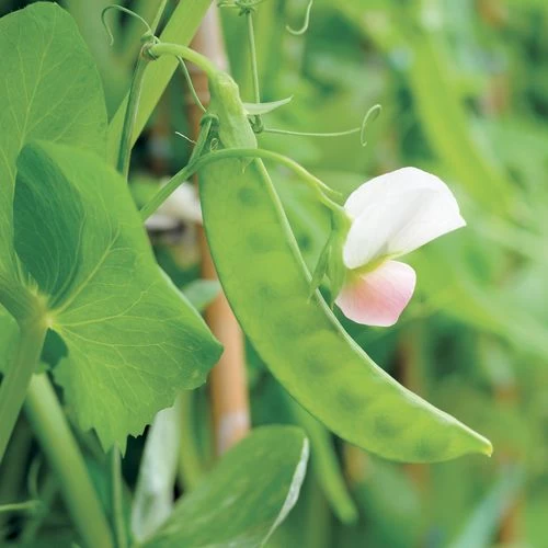Dwarf White Sugar Snow Pea Seeds (P) Pkt Of 160 Seeds 3 Dwarf White Sugar Snow Pea Seeds (P) Pkt Of 160 Seeds