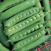 Green Arrow Pea Seeds -Botanical Bliss 05237