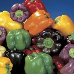Park Seed Sweet Rainbow Mix Pepper Seeds -Botanical Bliss 05245 1