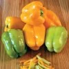 Flavorburst Hybrid Pepper Seeds -Botanical Bliss 05257 PK 100