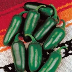 Jalapeño M Pepper Seeds