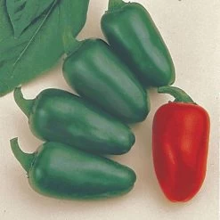 Jalapeño M Pepper Seeds (P) Pkt Of 25 Seeds