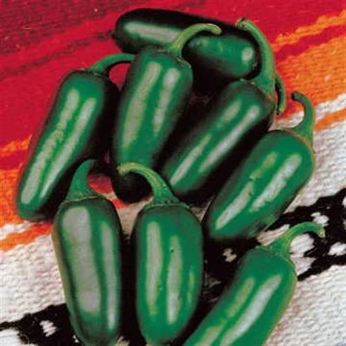 Jalapeño M Pepper Seeds 3 Jalapeño M Pepper Seeds