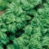 Bloomsdale Long Standing Spinach Seeds -Botanical Bliss 05294