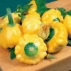 Sunburst Hybrid Squash Seeds (P)Ā Pkt Of 20 Seeds 2 Sunburst Hybrid Squash Seeds (P)Ā Pkt Of 20 Seeds -Botanical Bliss 05295 pk p1
