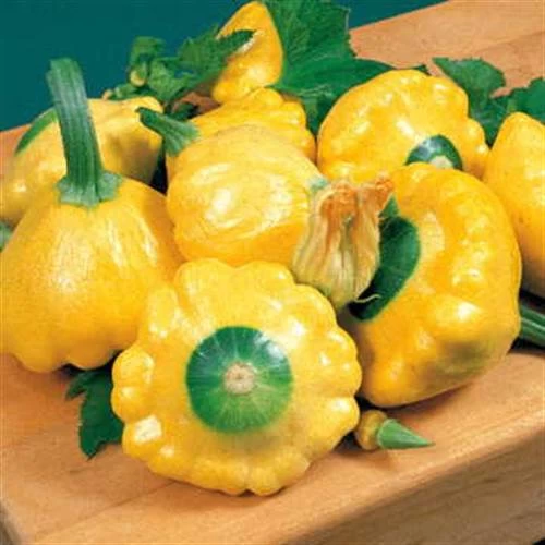 Sunburst Hybrid Squash Seeds 3 Sunburst Hybrid Squash Seeds