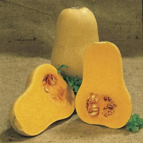 Early Butternut Hybrid Winter Squash Seeds (P) Pkt Of 20 Seeds 4 Early Butternut Hybrid Winter Squash Seeds (P) Pkt Of 20 Seeds - Image 2