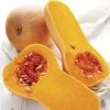 Early Butternut Hybrid Winter Squash Seeds (P) Pkt Of 20 Seeds -Botanical Bliss 05296 pk p1