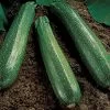 Spineless Beauty Hybrid Squash Seeds -Botanical Bliss 05298