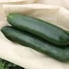 Raven Hybrid Squash Seeds -Botanical Bliss 05303 PK 250