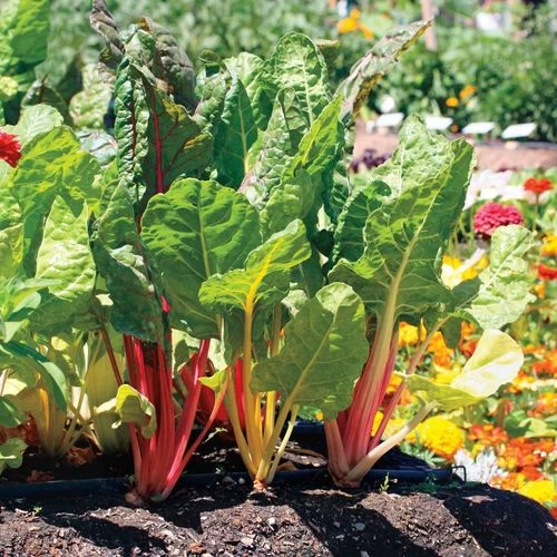 Bright Lights Swiss Chard Seeds (P) Pkt Of 125 Seeds 4 Bright Lights Swiss Chard Seeds (P) Pkt Of 125 Seeds - Image 2
