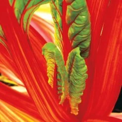Bright Lights Swiss Chard Seeds (P) Pkt Of 125 Seeds 8 Bright Lights Swiss Chard Seeds (P) Pkt Of 125 Seeds -Botanical Bliss 05308 PK P1 2