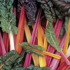 Bright Lights Swiss Chard Seeds (P) Pkt Of 125 Seeds 9 Bright Lights Swiss Chard Seeds (P) Pkt Of 125 Seeds -Botanical Bliss 05308 PK P1 3
