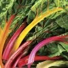 Bright Lights Swiss Chard Seeds (P) Pkt Of 125 Seeds